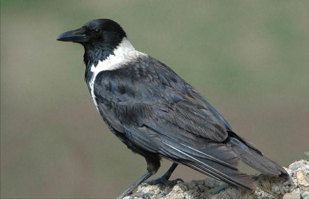 东江揽胜,惠州淡水常见鸟类图谱