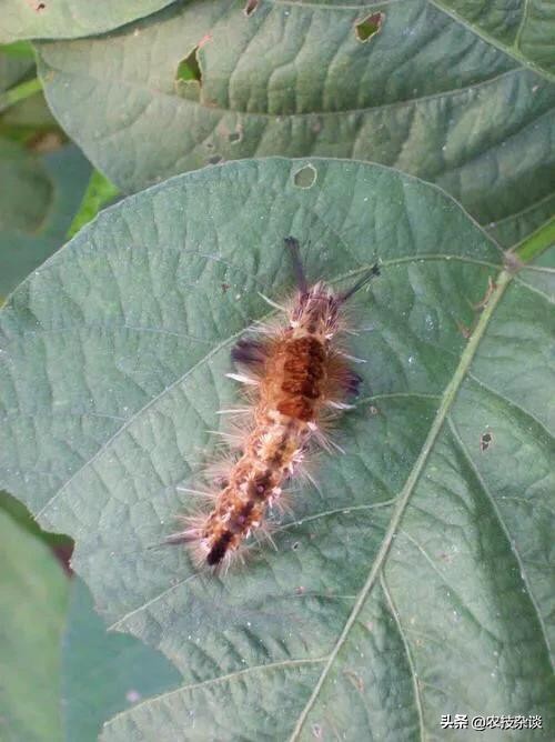 苹果食心虫防治,苹果叶片虫害