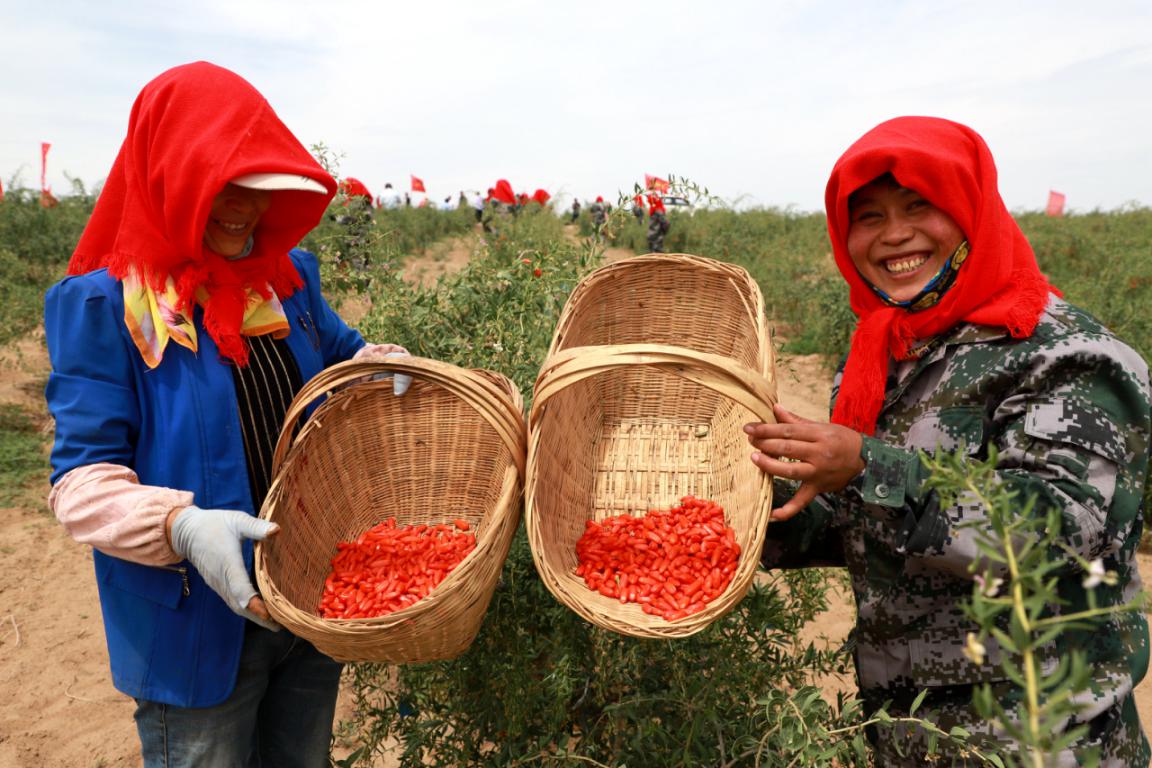 宁夏头茬枸杞价格,头茬枸杞子宁夏特级