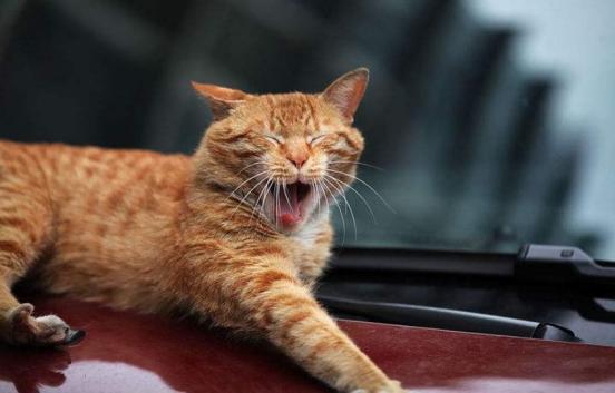 带猫咪长途自驾游回家准备什么,带猫咪回老家开车要准备什么