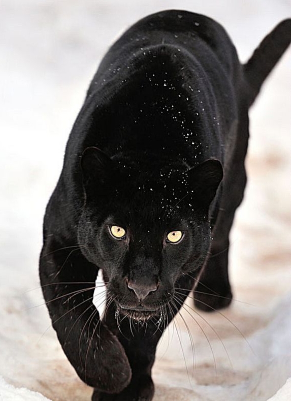 鐖风埛鏄釜鐚庝汉,鐖风埛鏄釜鐚庝汉鍗翠粠鏉ヤ笉鎵撶寧