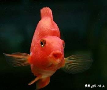 如何饲养血鹦鹉鱼,怎么能养好血鹦鹉鱼