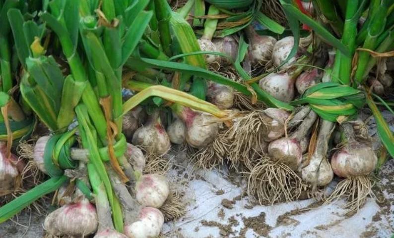 大蒜暴跌的真正原因,大蒜暴涨暴跌采取怎样措施