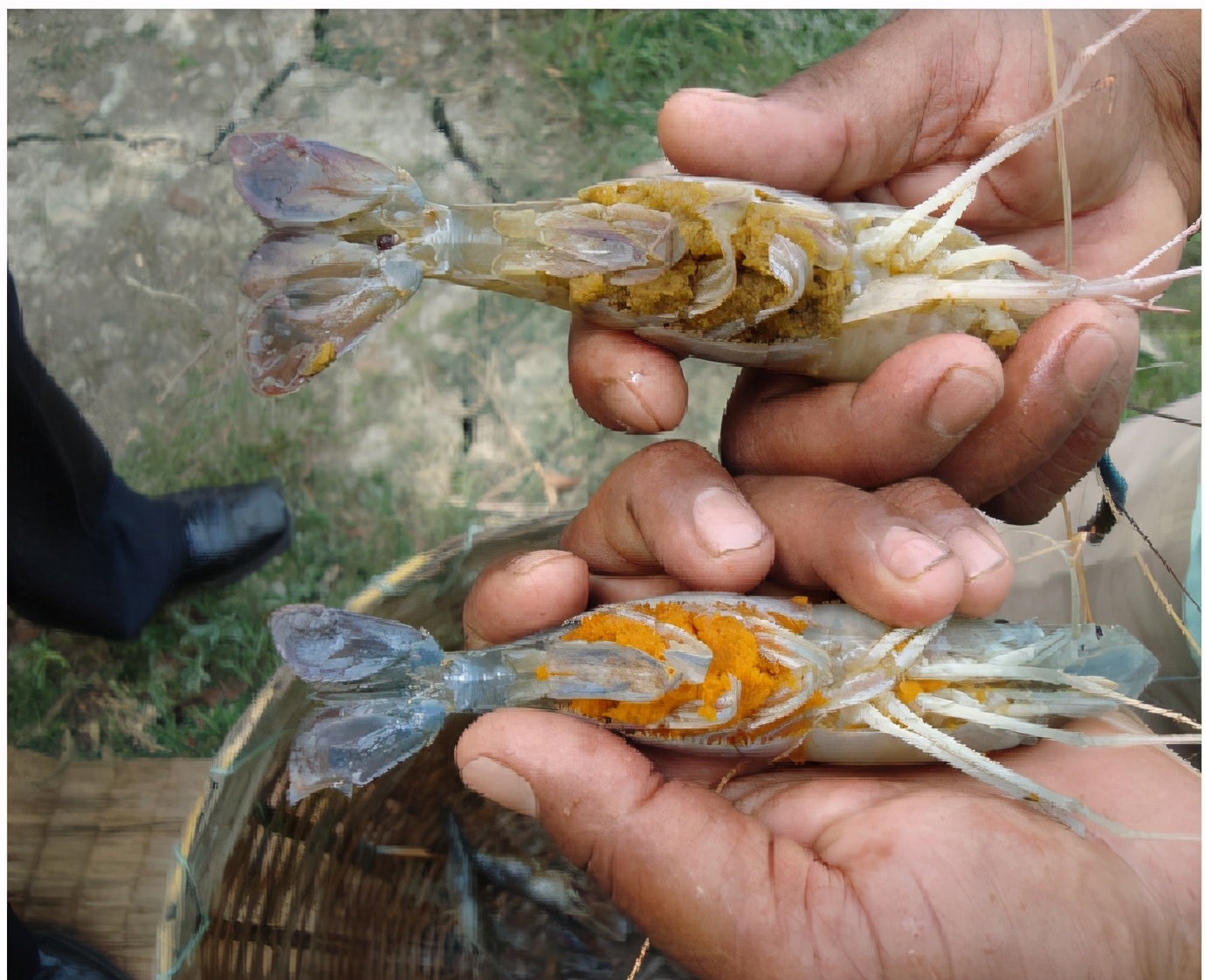 科普一下虾的种类什么梗,对虾的介绍及图片