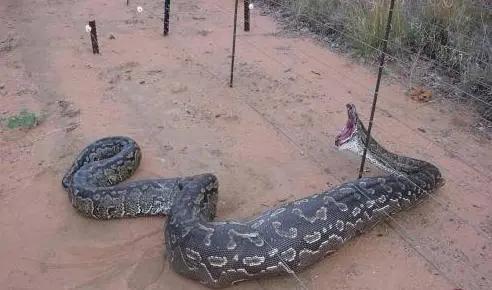 清朝康熙七年,湖北咸宁发现一条龙,被人*绑捆**着,受众人跪拜!