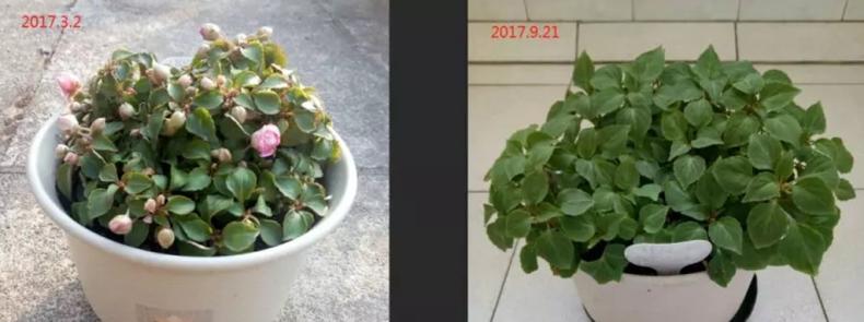 我是这样开爆的，1盆非洲凤仙3年奋斗史，看完你也试试