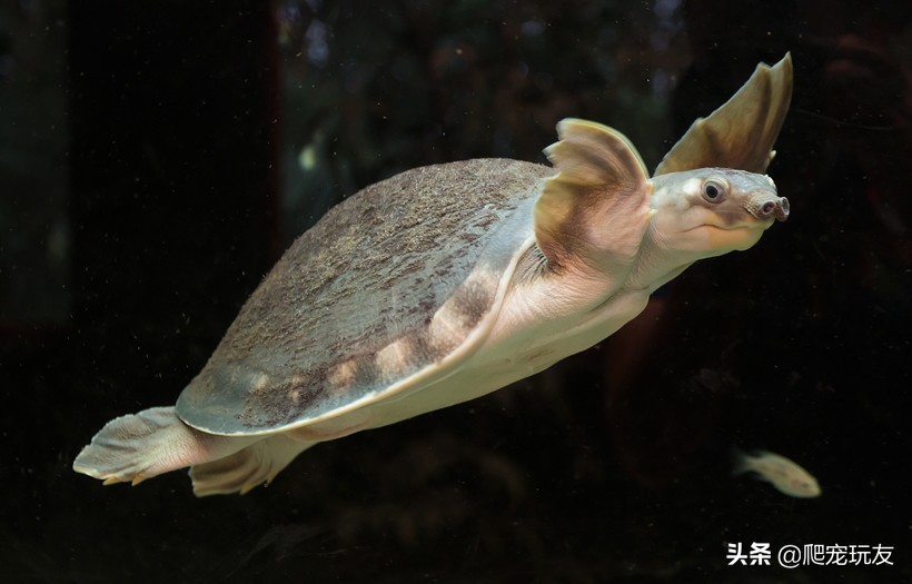 猪鼻龟苗子到家需要浅水饲养吗,怎么分辨猪鼻龟是人工饲养的