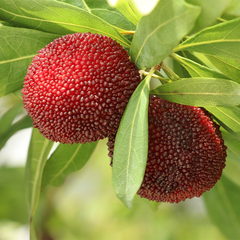 安徽杨梅种植条件,浙江杨梅的种植技术