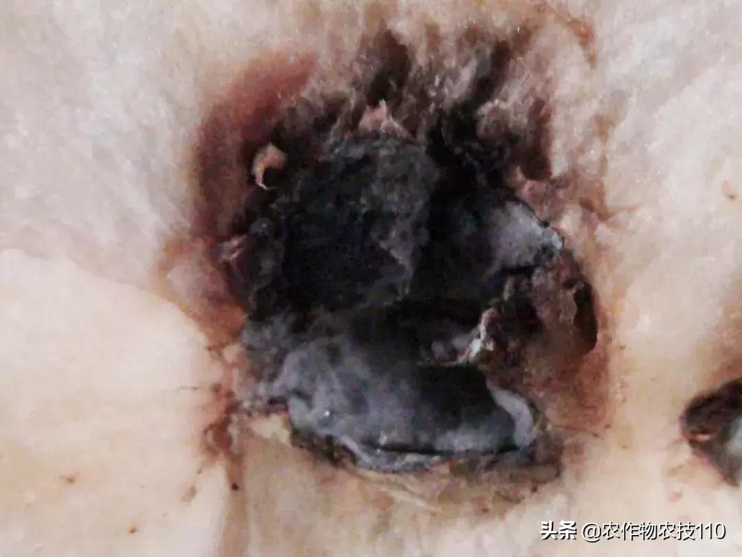 苹果内部腐烂外面是什么病,苹果内部损伤现象