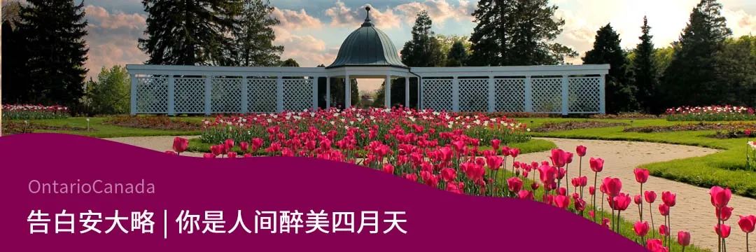 舌尖上的美食打卡醉鹅,多伦多美食推荐