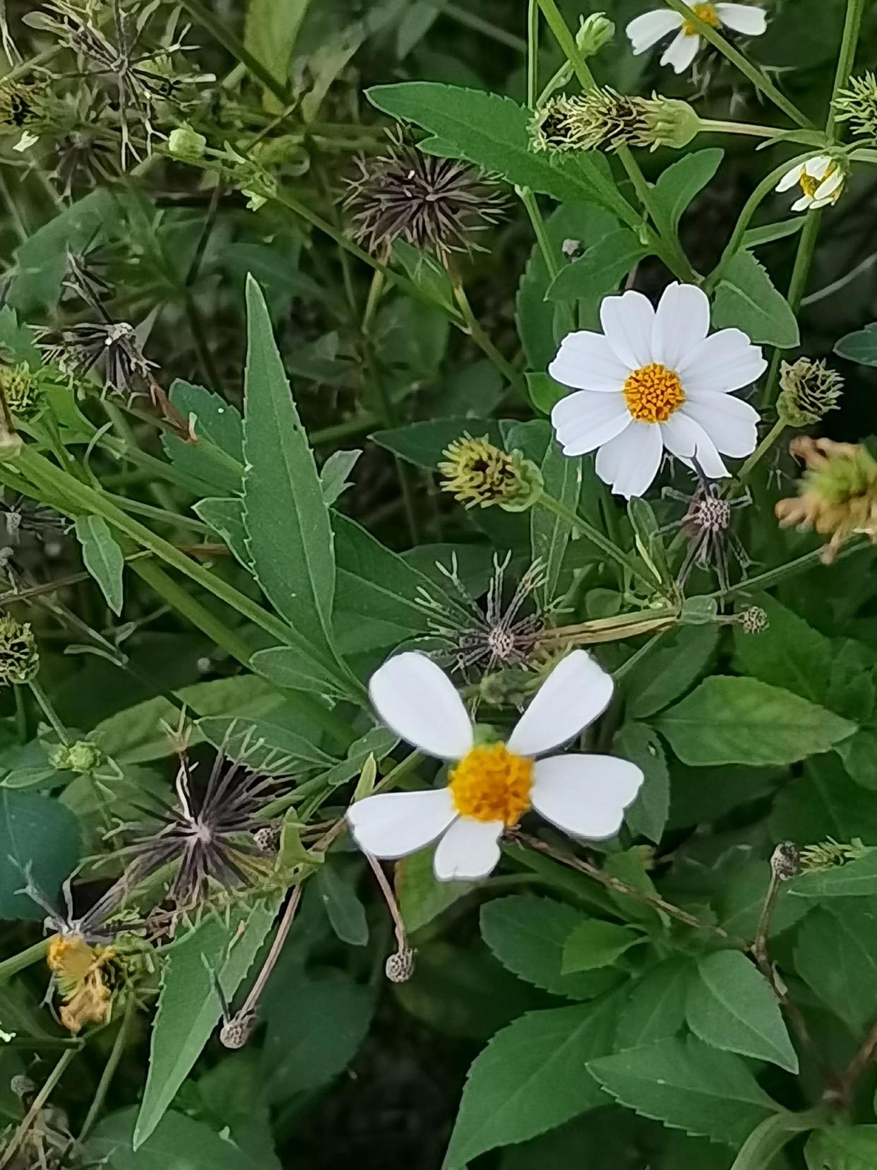38种常见入侵植物花朵,38种疯狂的入侵植物