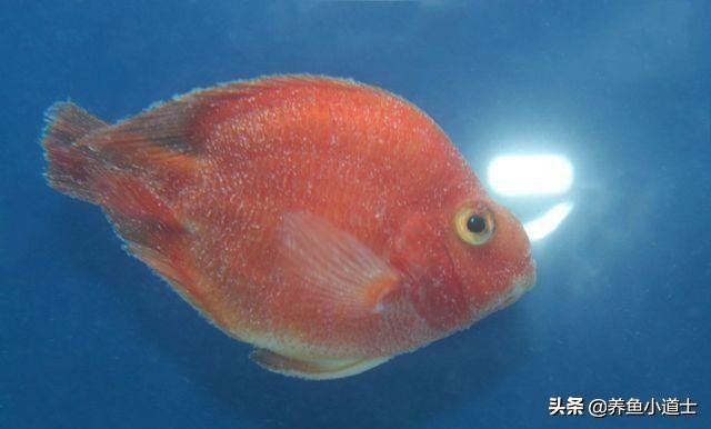 高锰酸钾给鱼治疗白点病,白点的鱼怎么治