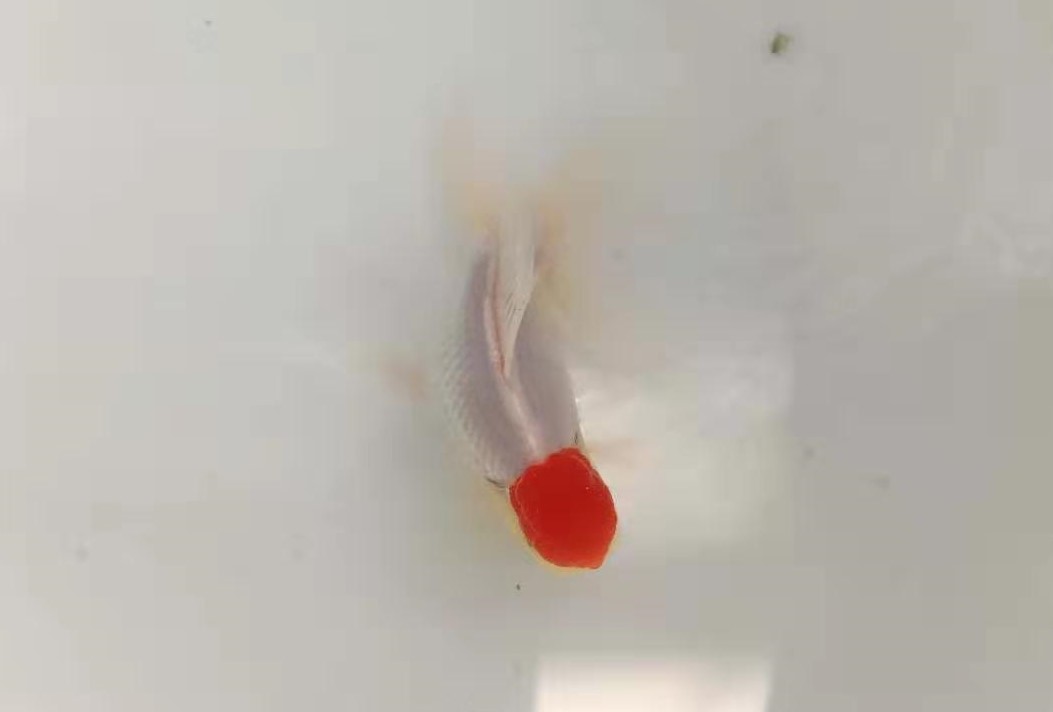 金鱼病了水里放什么可以杀菌,金鱼生病后鱼缸怎么处理