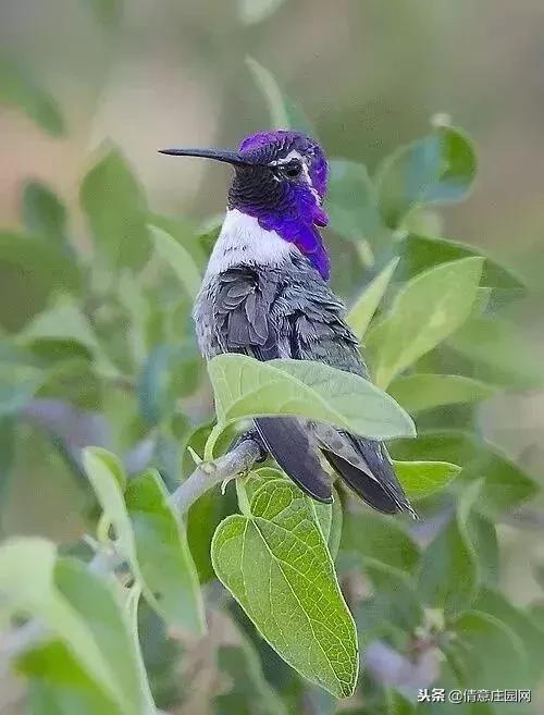 一只会听人话的小鸟,小鸟戴帽子变脸
