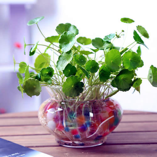 养什么花可以驱赶蚊虫,室内养什么花最防蚊虫