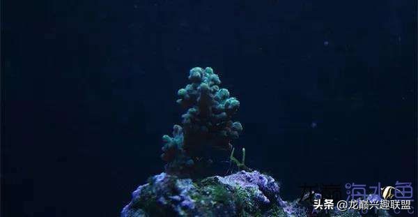 看完别笑，都陪我哭！新人下海开缸的血泪史