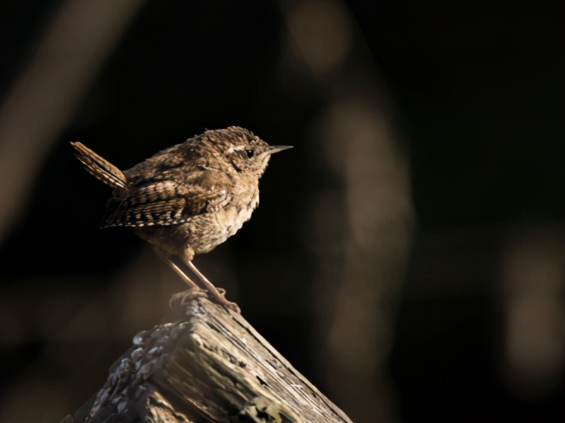 巴别塔之犬有什么深意,巴别塔之犬