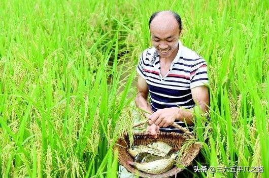 稻田养鱼为什么这么火,为什么现在不提倡稻田养鱼