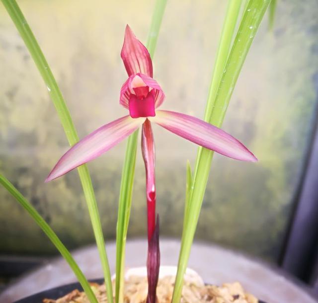 好养又好看又香又便宜的兰花品种,好养又好看又便宜又香的兰花品种