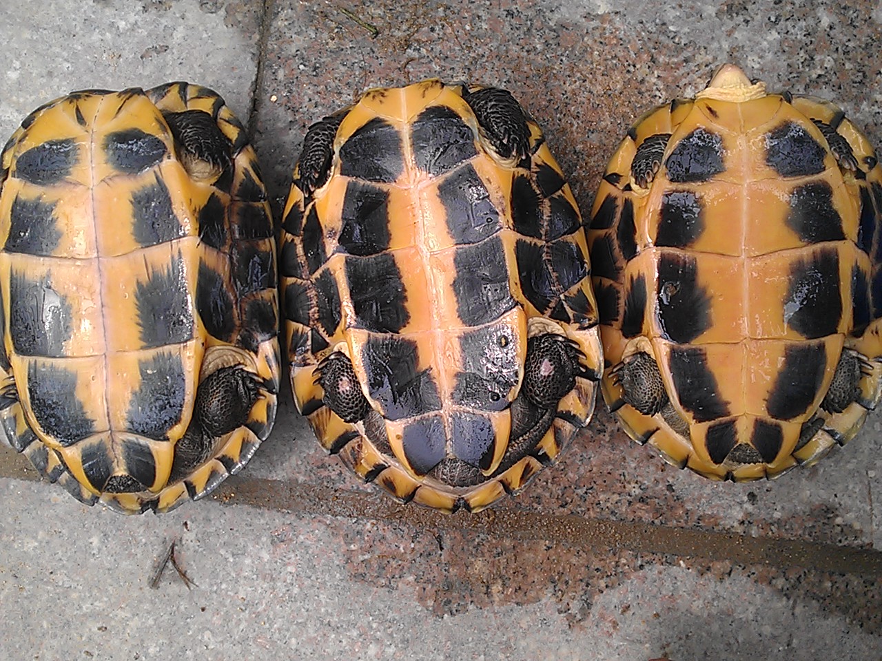 石龟市场为何崩盘,石龟市场今年会崩盘吗