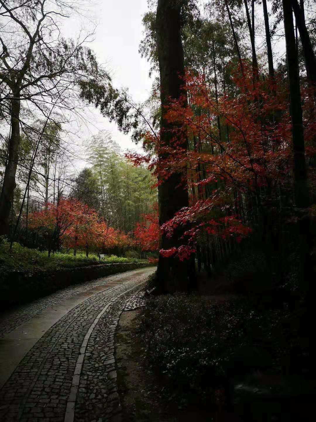 杭州云栖竹径多高,杭州人知道的云栖竹径