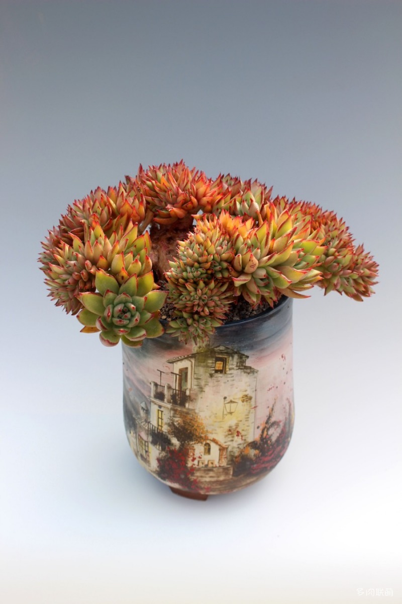 多肉欣赏桃美人,多肉植物欣赏