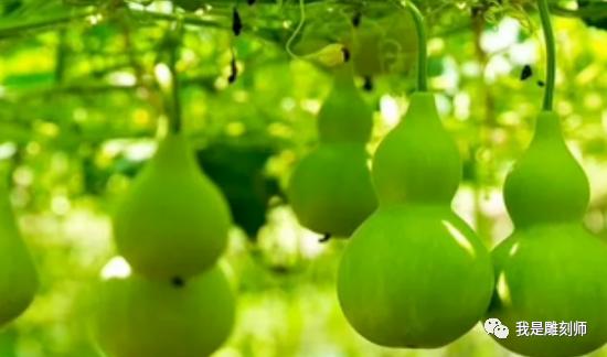 葫芦叶子长斑发黄枯萎怎么办