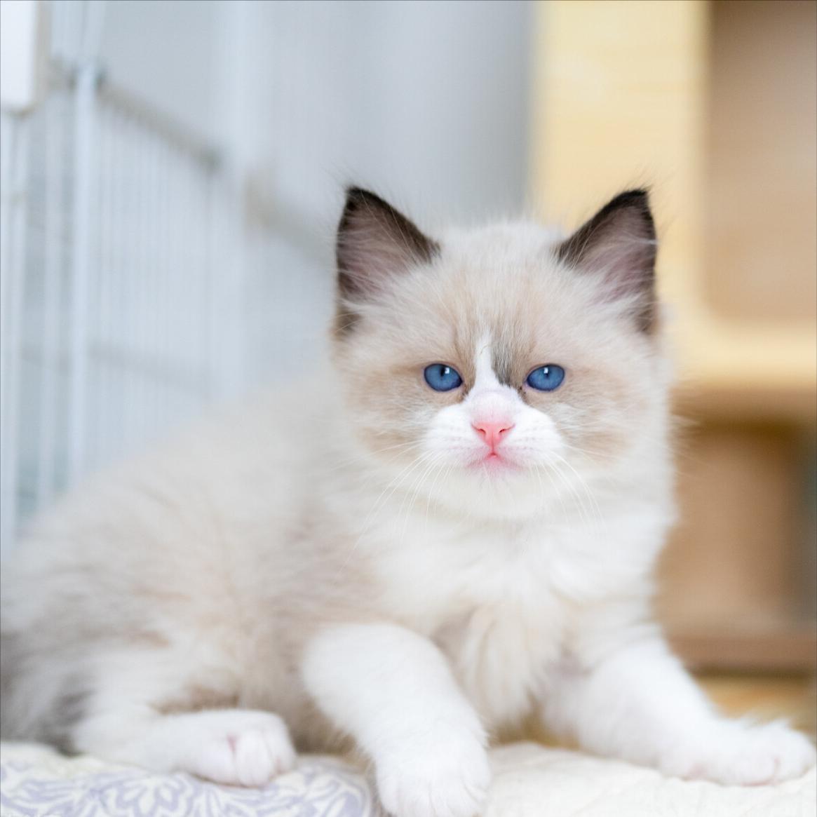 想养一只布偶猫怎么办,饲养布偶猫有什么注意事项