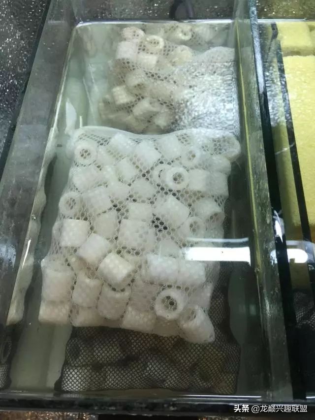 垃圾桶旁边的四方鱼缸,捡回去养了一缸金鱼,别说还挺不错