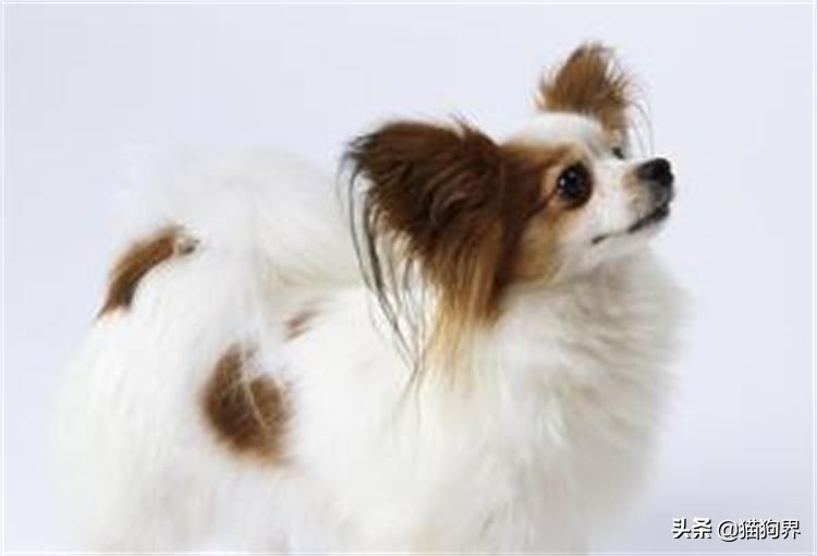 狗狗大了不回家怎么办,狗狗大了不想养了怎么办