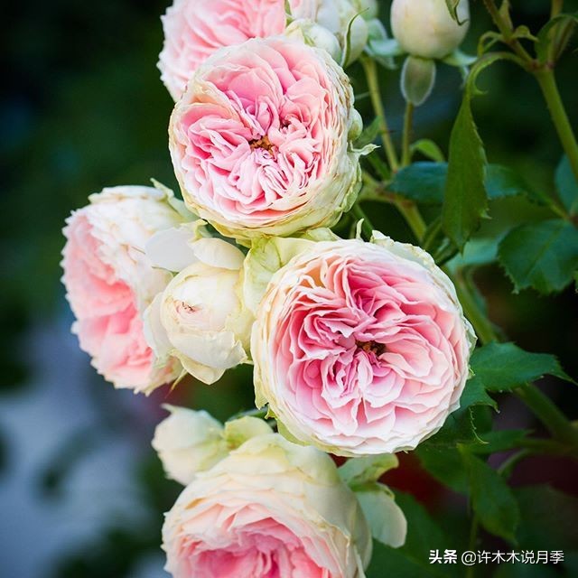 新手月季种植手册,牢记这6点,不死苗、开花多。新手收藏备用