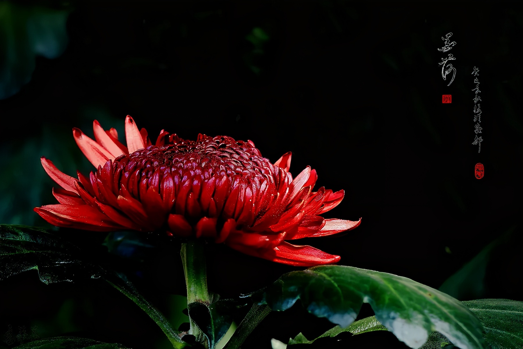 武汉第38届金秋菊展东湖展区,武汉第38届金秋菊展已开幕