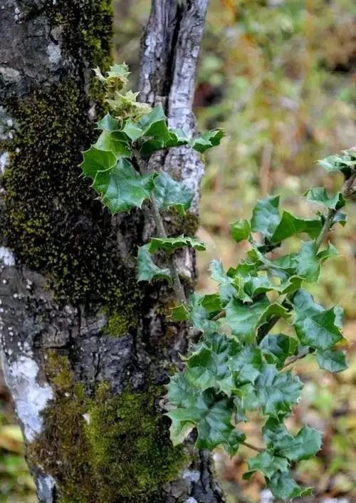 铁木材质有什么特点,铁木有哪些特征