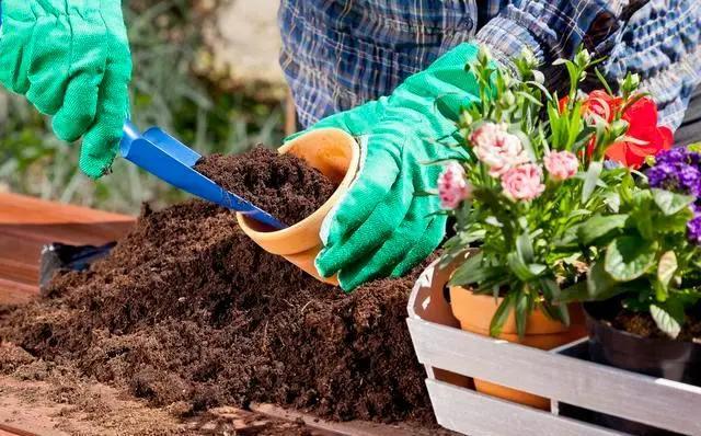 花市买花最忌讳什么,花市买花的寓意