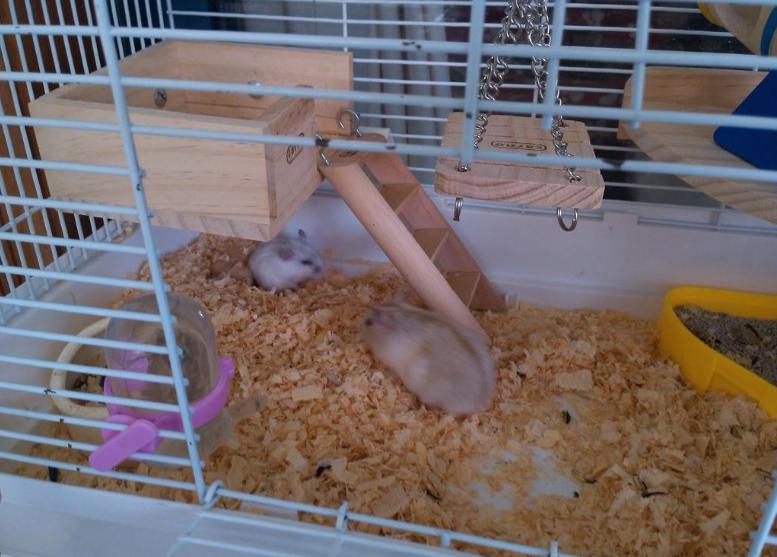 上大学宿舍适合养的小动物,适合独居女生养的小动物