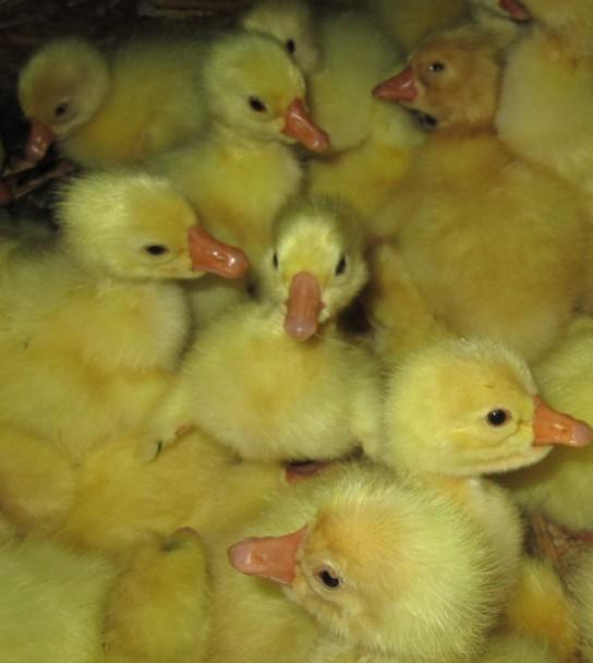 治鸭浆膜炎最好的方法,鸭浆膜炎养殖方案