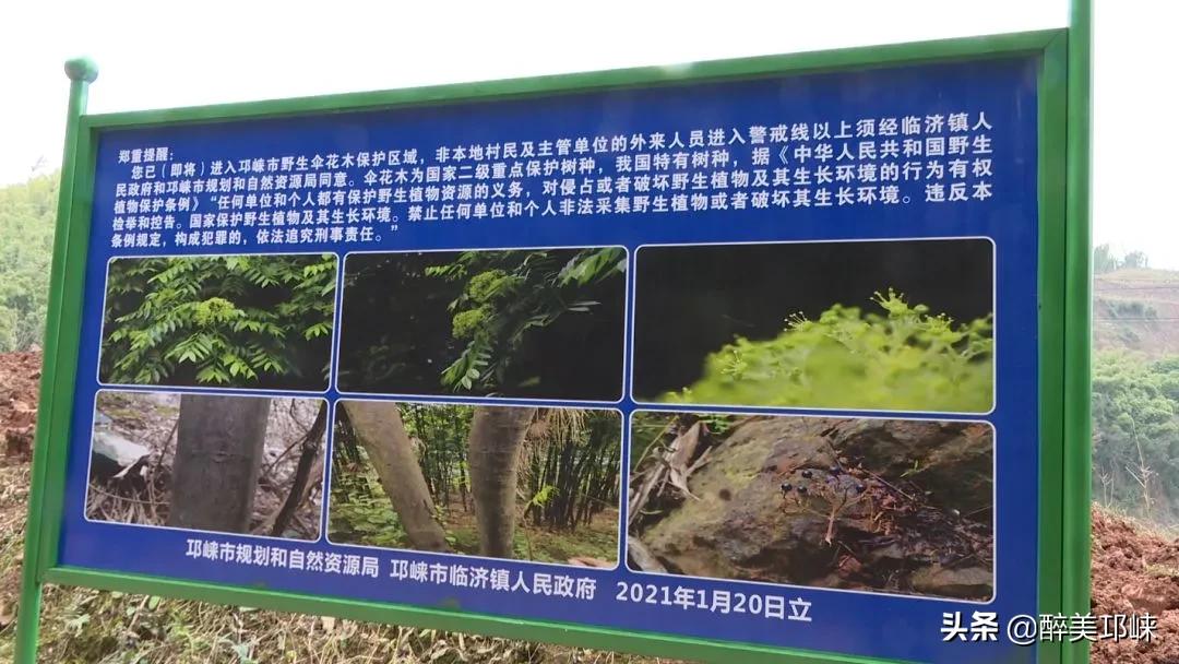 四川发现全球罕见野生植物新种,四川发现罕见植物