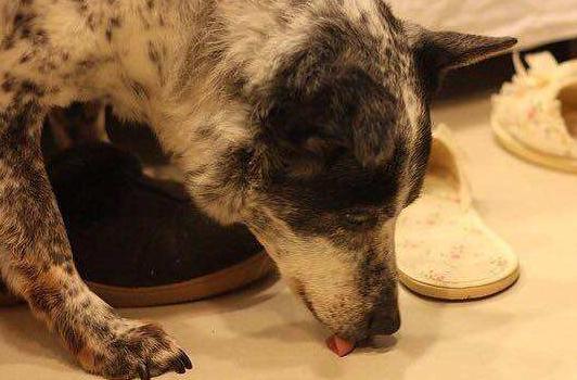 狗狗总爱舔人是怎么回事,狗狗为什么爱舔人皮肤