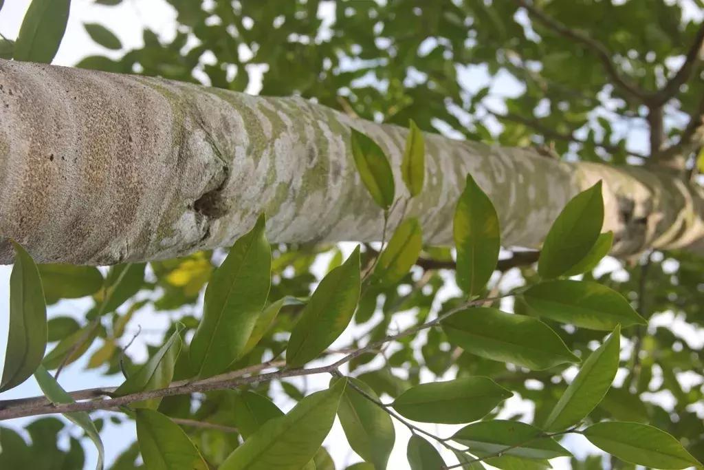 沉香树长什么样子的图片,沉香树有哪些种类和图片