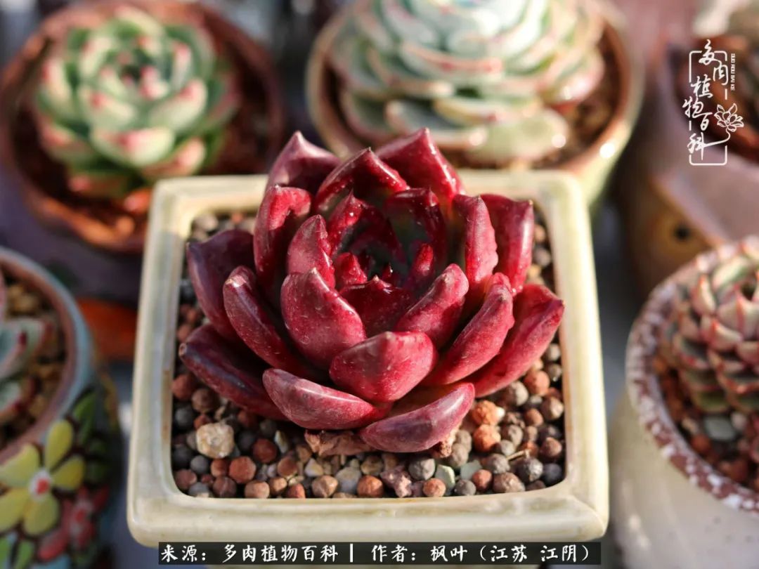 春有约，花不误，多肉与春天有个约会