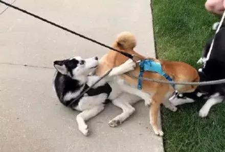 哈士奇和柴犬哪个笑得更开心,哈士奇和柴犬吵架喷口水
