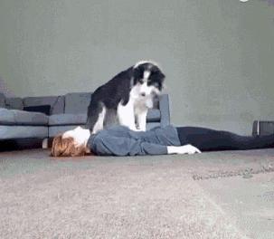 铲屎官要听懂的猫咪求救,铲屎官猫咪的急救信号