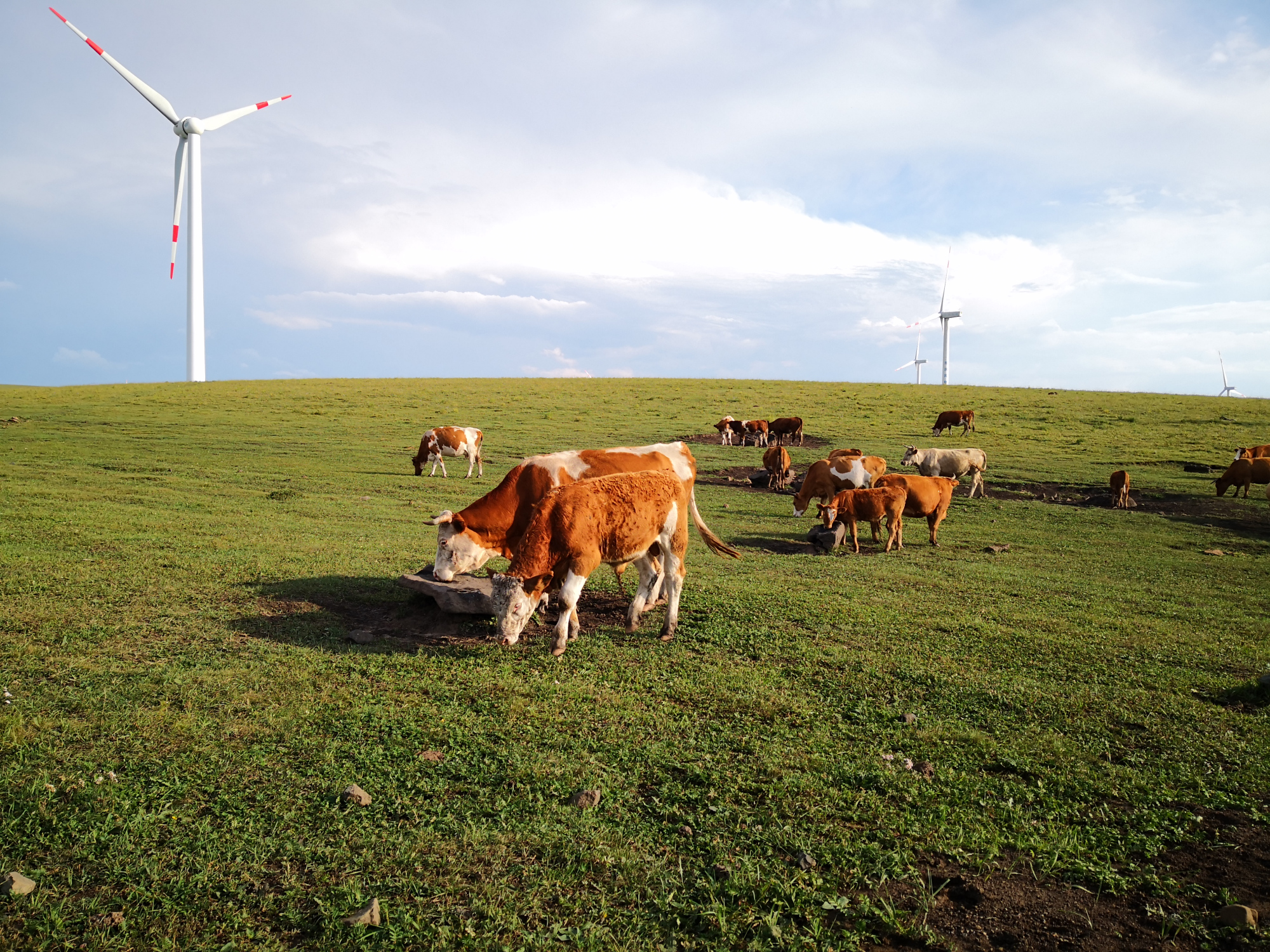 红松洼和乌兰布统哪个好,乌兰布统坝上草原旅游攻略
