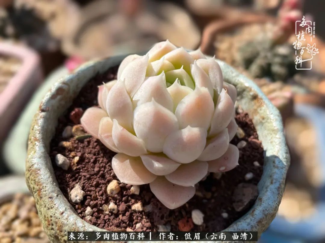 多肉植物百科如何投稿,感谢多肉植物百科的陪伴