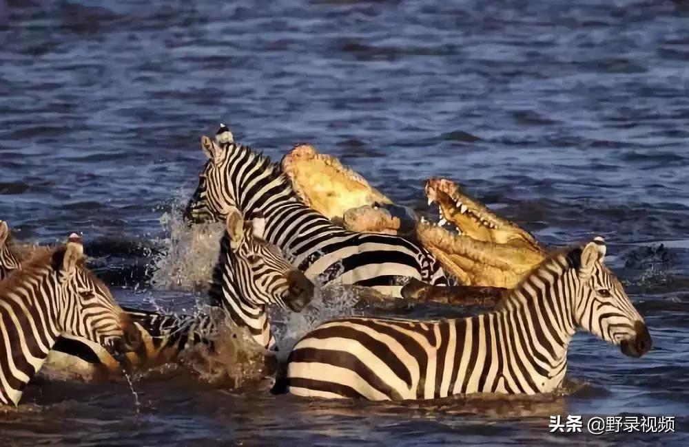 把非洲鳄界扛把子当宠物养是一种怎样的体验？