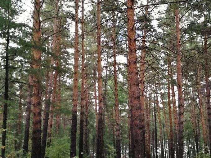 大兴安岭的樟子松,樟子松是什么树种