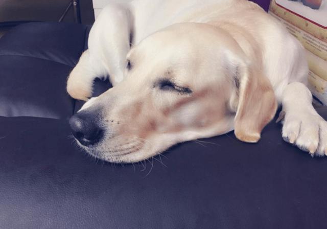 狗狗怎样预防护食,狗狗疾病的防治和护理方法