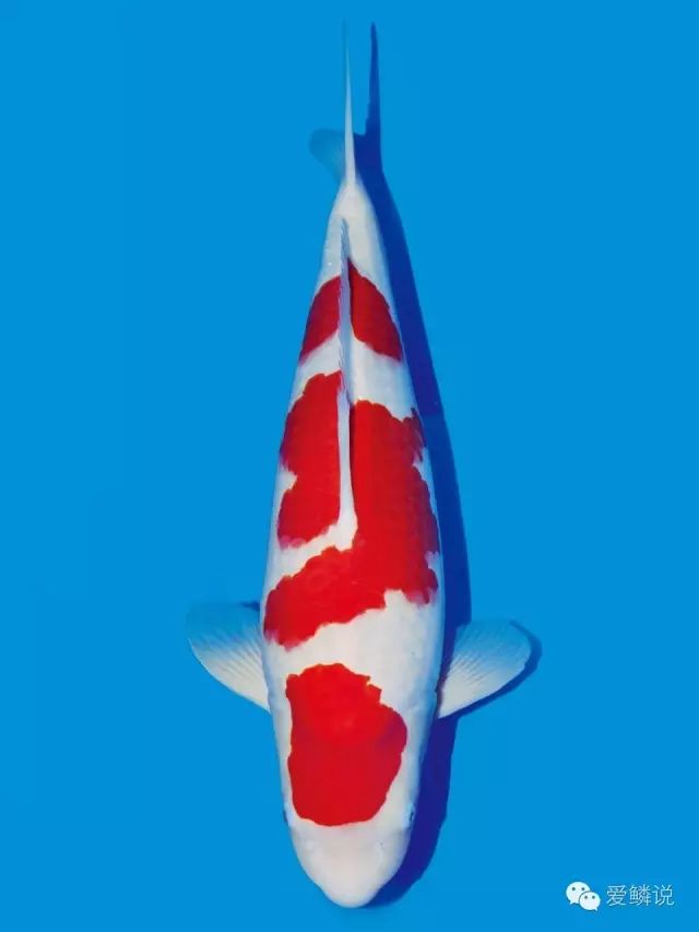 这份冬季锦鲤的“福音”送给你,别让一年辛苦付诸“冬”流