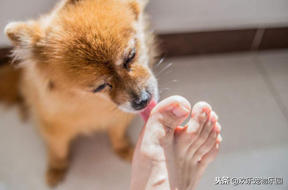 狗狗为什么喜欢舔主人膝盖,狗狗喜欢舔地板是什么原因