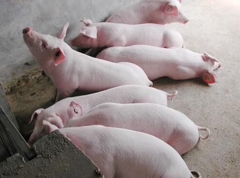 仔猪价格涨了怎么生猪价不涨,仔猪价格回落的原因有哪些